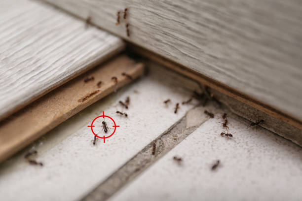 Best Pest Control Near Me in Orchard Grass Hills, KY